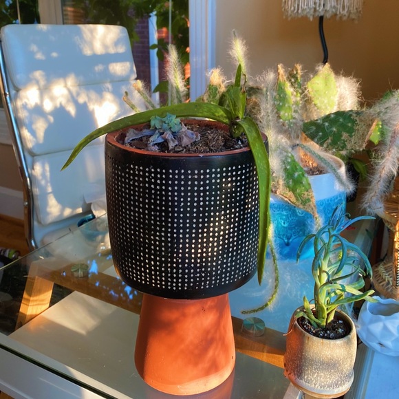 Handmade By Me Planter Terracota Dot 🔮 - Picture 2 of 16